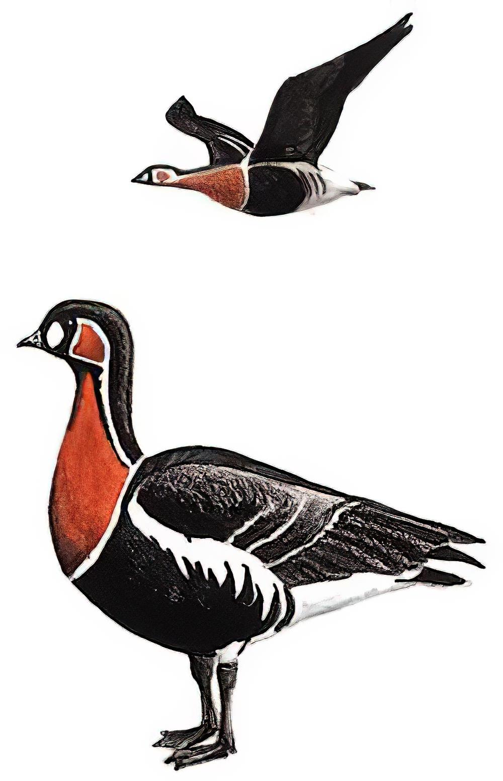 红胸黑雁 / Red-breasted Goose / Branta ruficollis