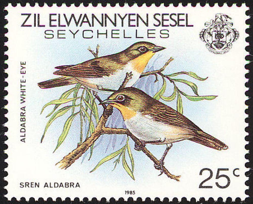 塞舌尔绣眼鸟 / Seychelles White-eye / Zosterops modestus