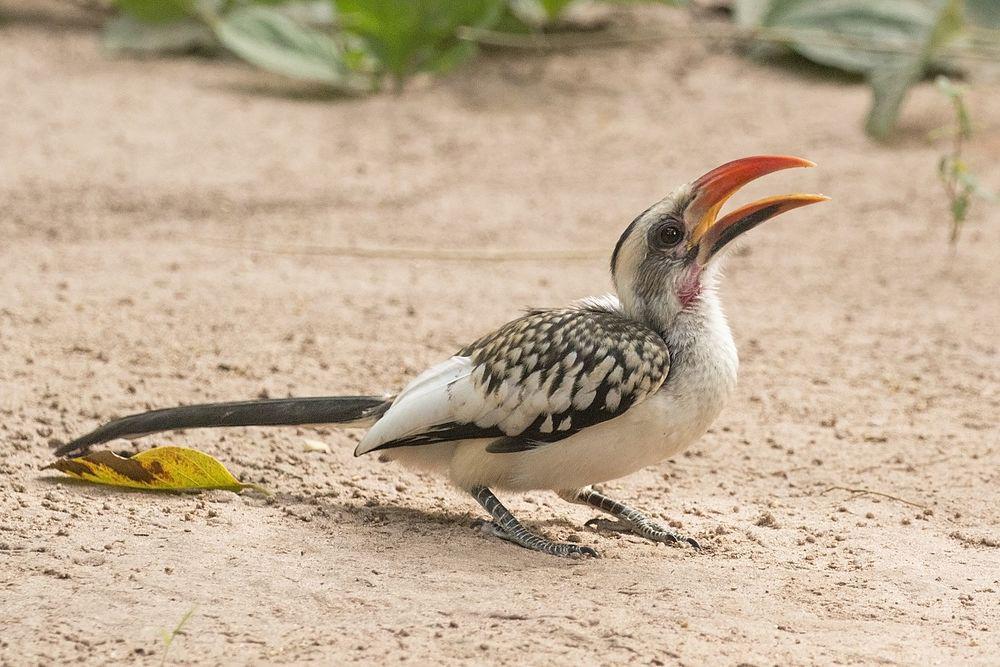 西红嘴犀鸟 / Western Red-billed Hornbill / Tockus kempi