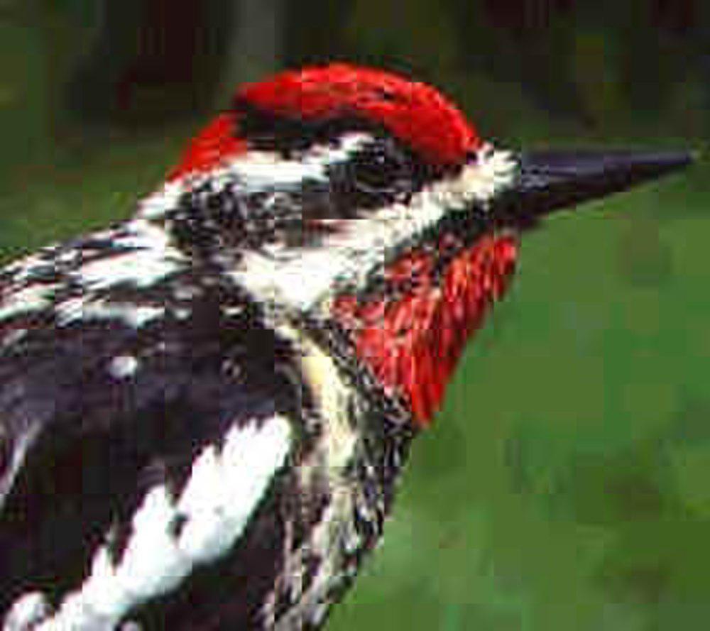 红颈吸汁啄木鸟 / Red-naped Sapsucker / Sphyrapicus nuchalis