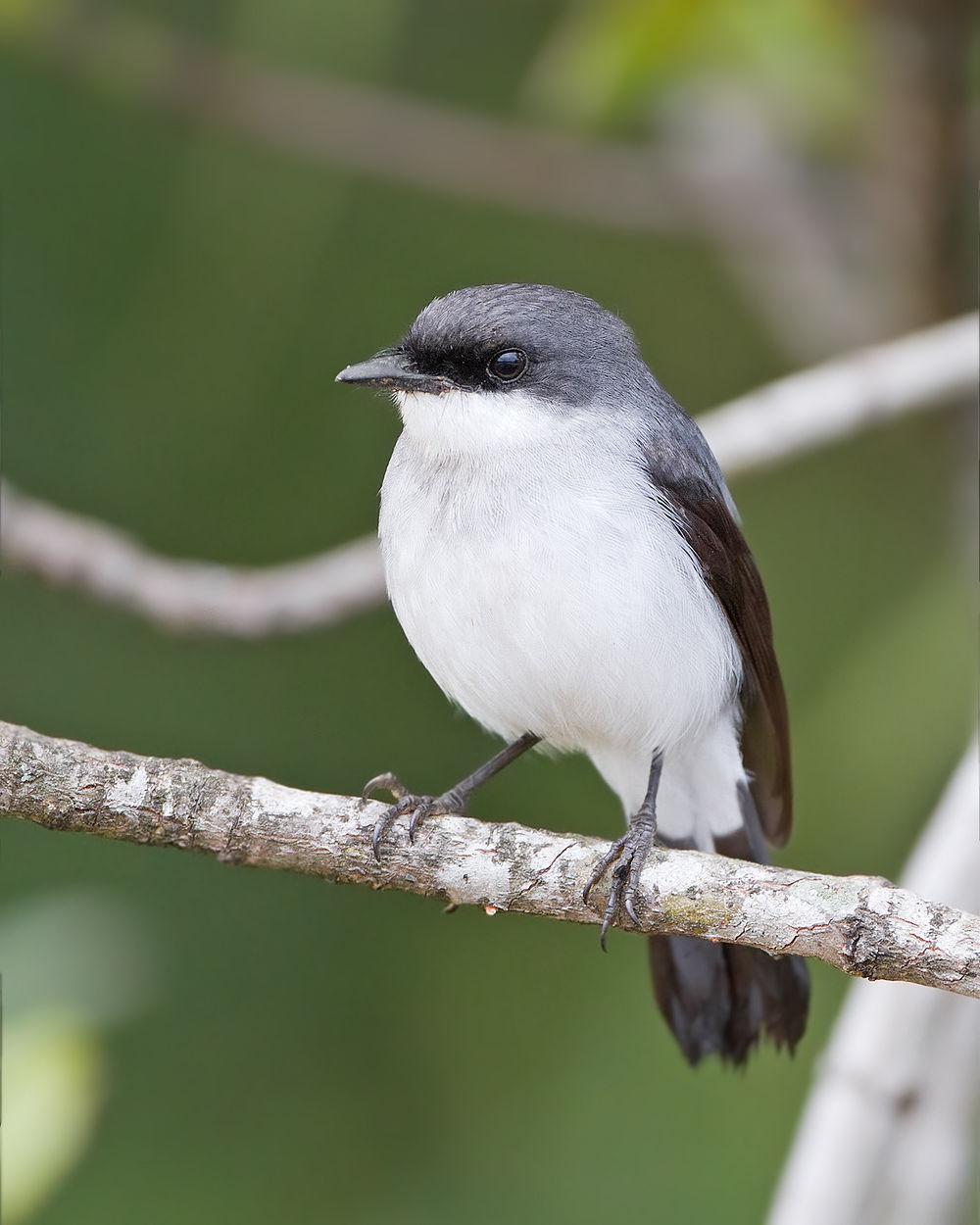 红树鸲鹟 / Mangrove Robin / Peneothello pulverulenta