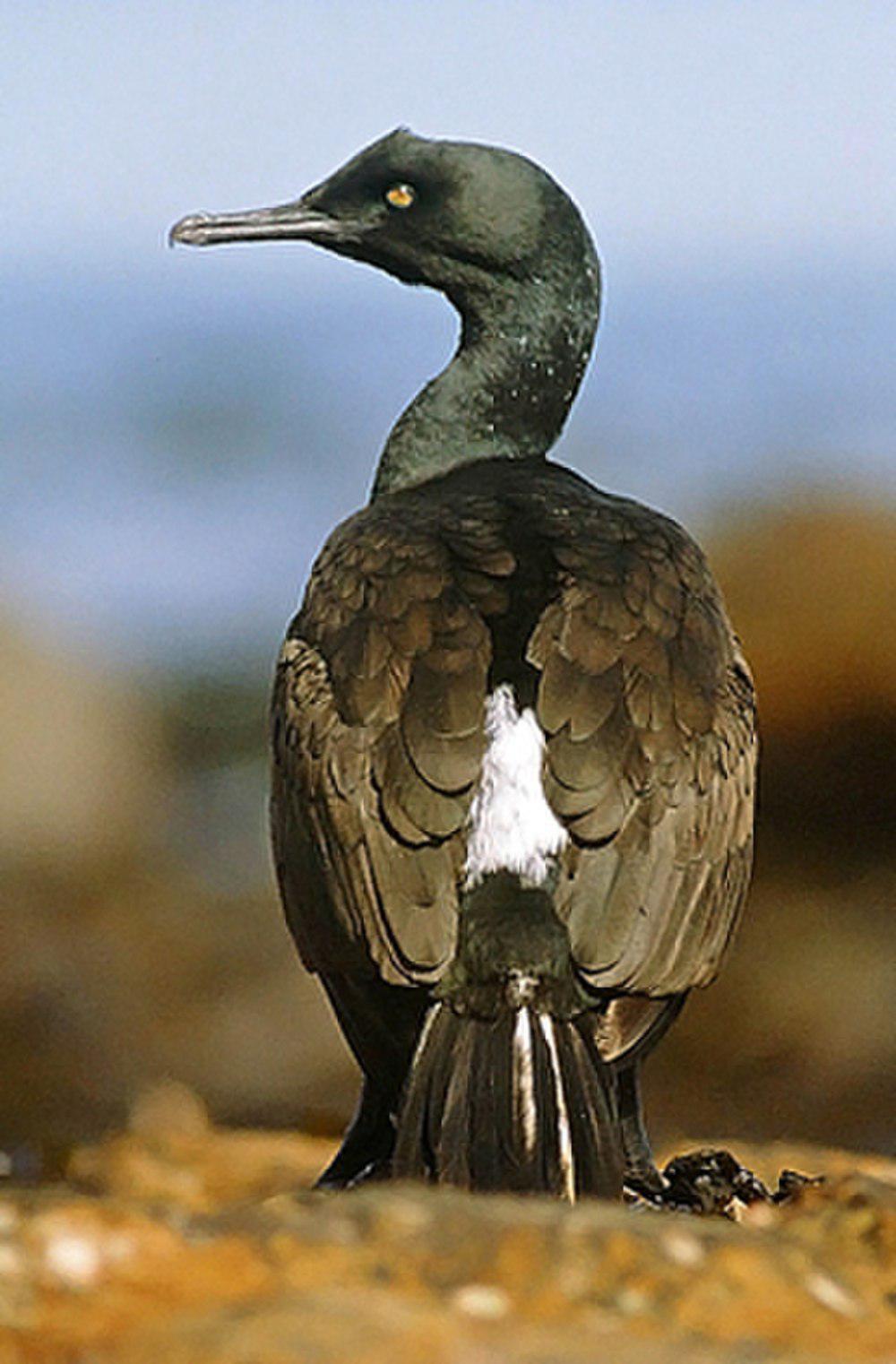 岸鸬鹚 / Bank Cormorant / Phalacrocorax neglectus