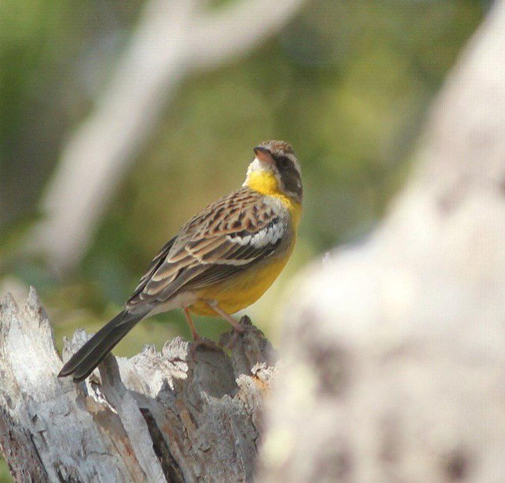 白眉黄腹鹀 / Cabanis\'s Bunting / Emberiza cabanisi