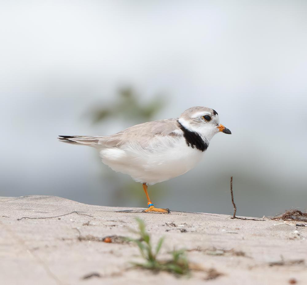 笛鸻 / Piping Plover / Charadrius melodus