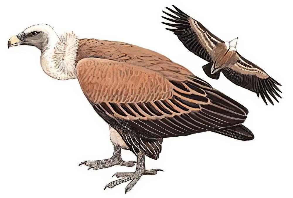 兀鹫 / Griffon Vulture / Gyps fulvus