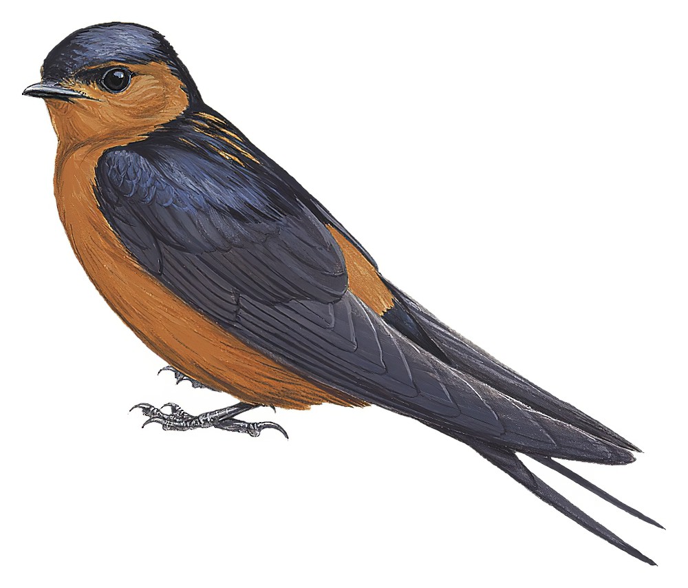 棕腹燕 / Rufous-bellied Swallow / Cecropis badia