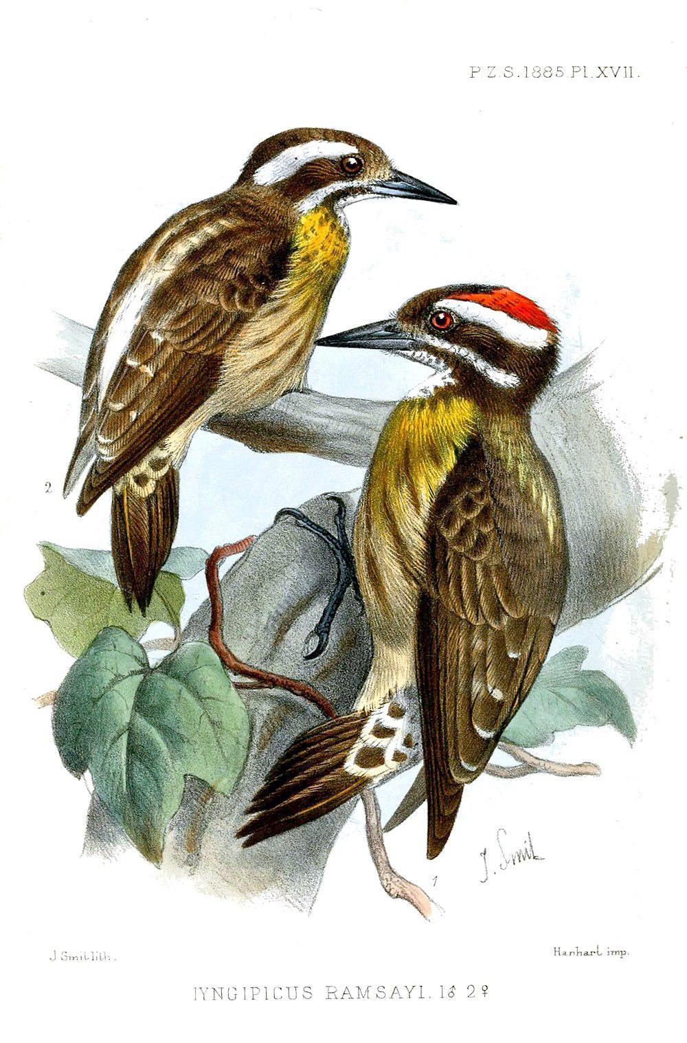 菲律宾侏啄木 / Sulu Pygmy Woodpecker / Yungipicus ramsayi