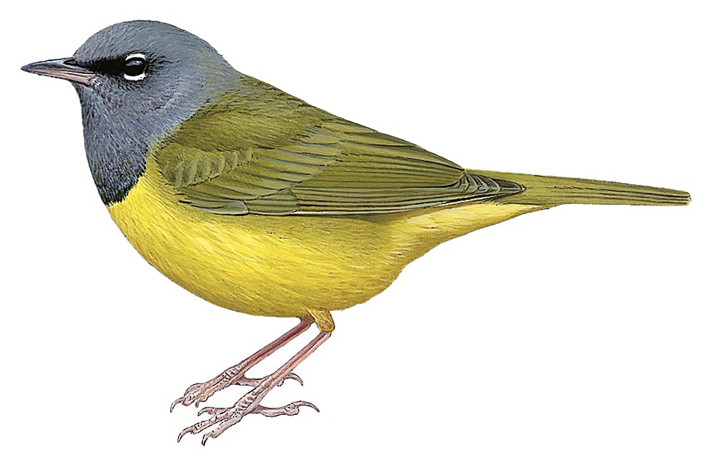 灰头地莺 / MacGillivray's Warbler / Geothlypis tolmiei