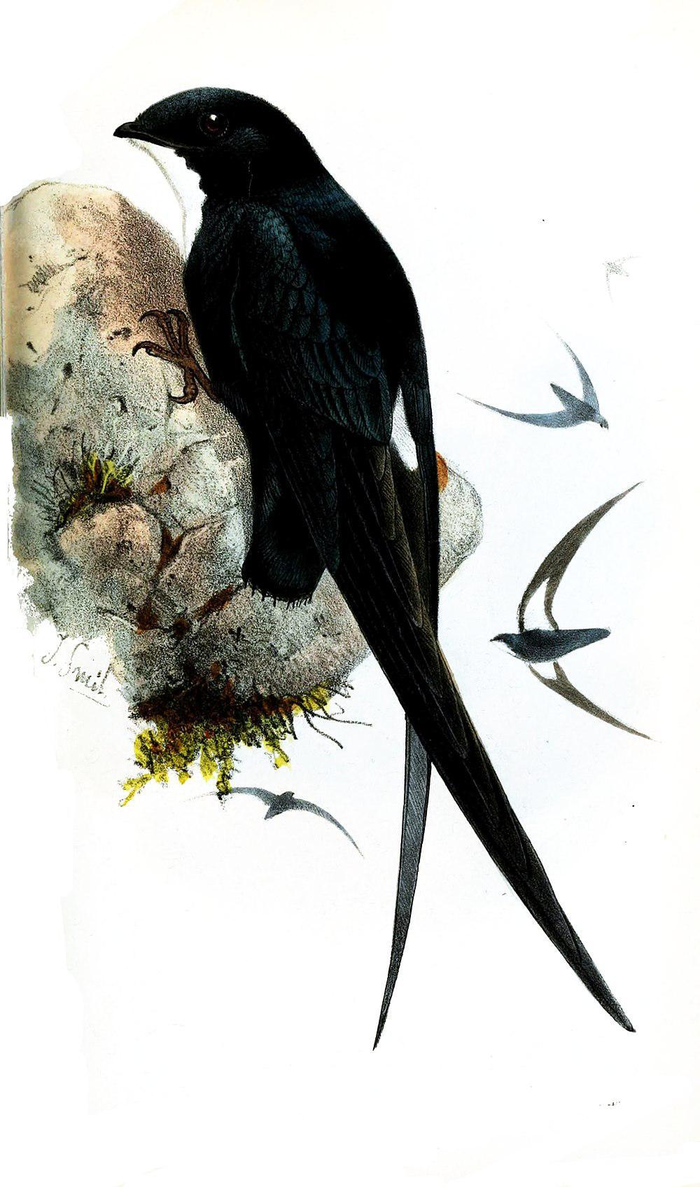 菲律宾针尾雨燕 / Philippine Spine-tailed Swift / Mearnsia picina