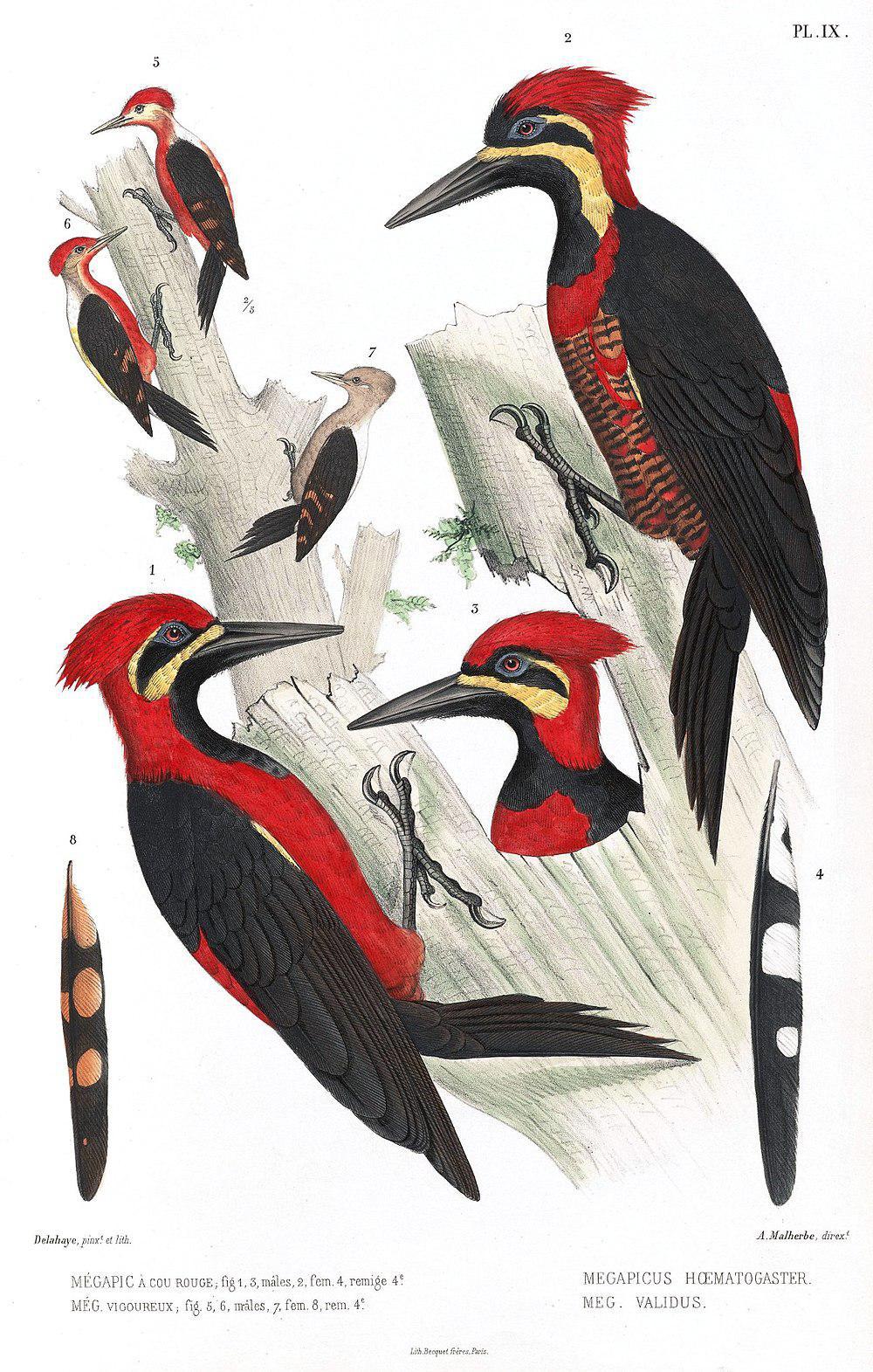 朱腹啄木鸟 / Crimson-bellied Woodpecker / Campephilus haematogaster
