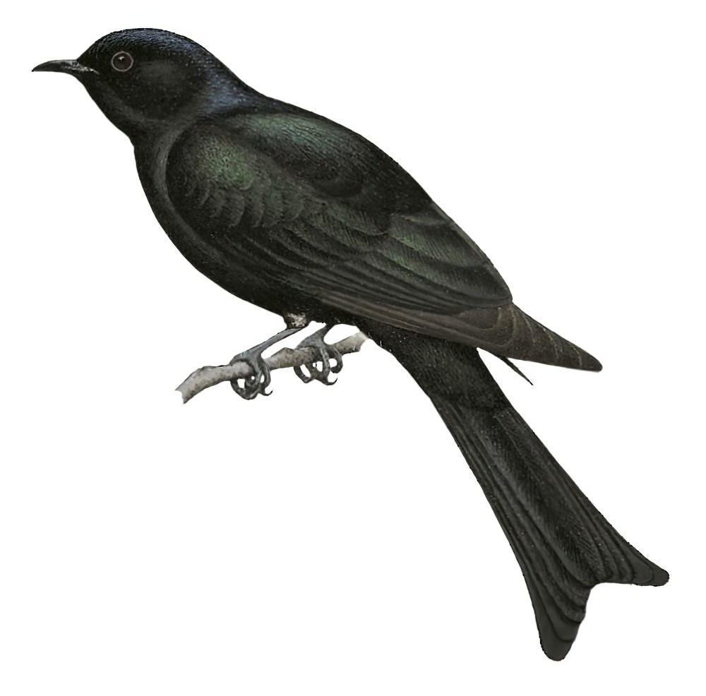 叉尾乌鹃 / Fork-tailed Drongo-Cuckoo / Surniculus dicruroides
