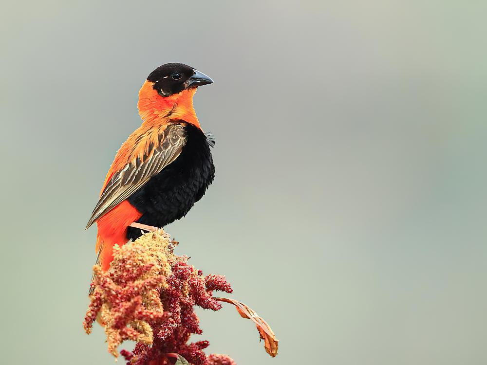 橙巧织雀 / Northern Red Bishop / Euplectes franciscanus