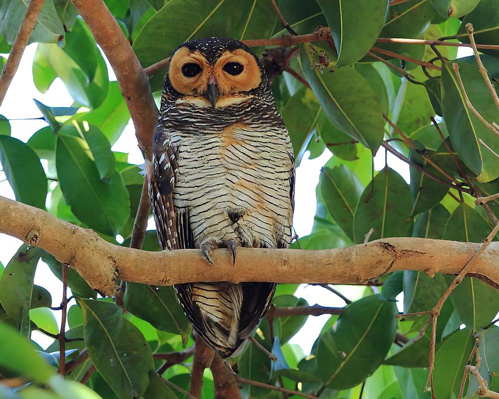 点斑林鸮 / Spotted Wood Owl / Strix seloputo