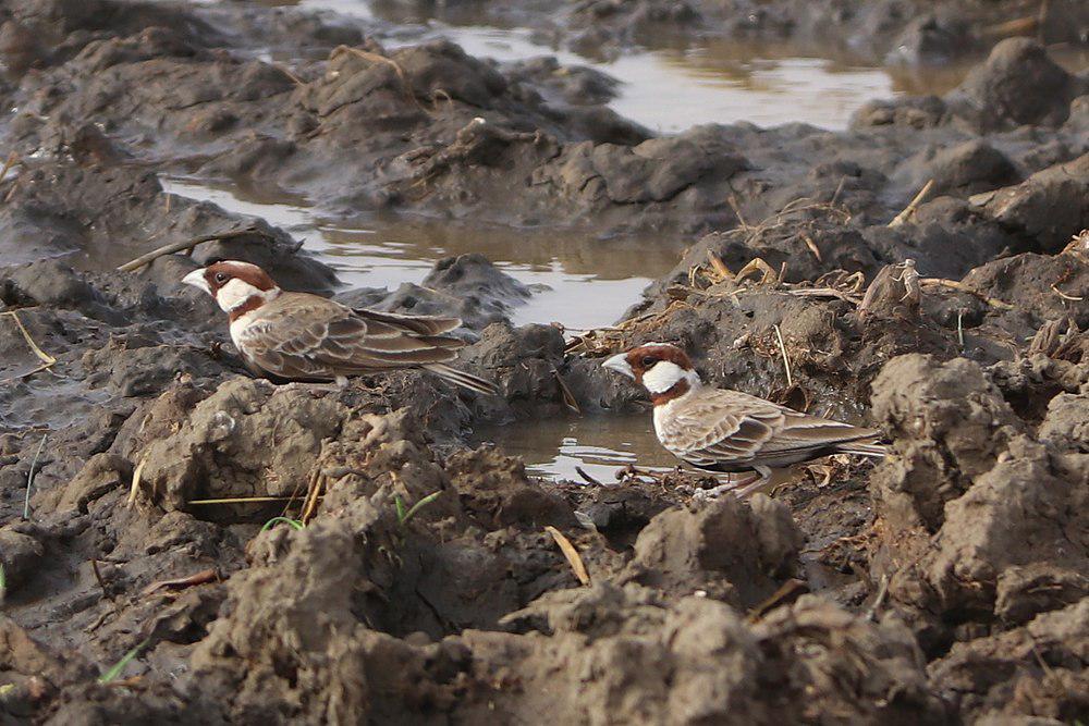 栗头雀百灵 / Chestnut-headed Sparrow-Lark / Eremopterix signatus