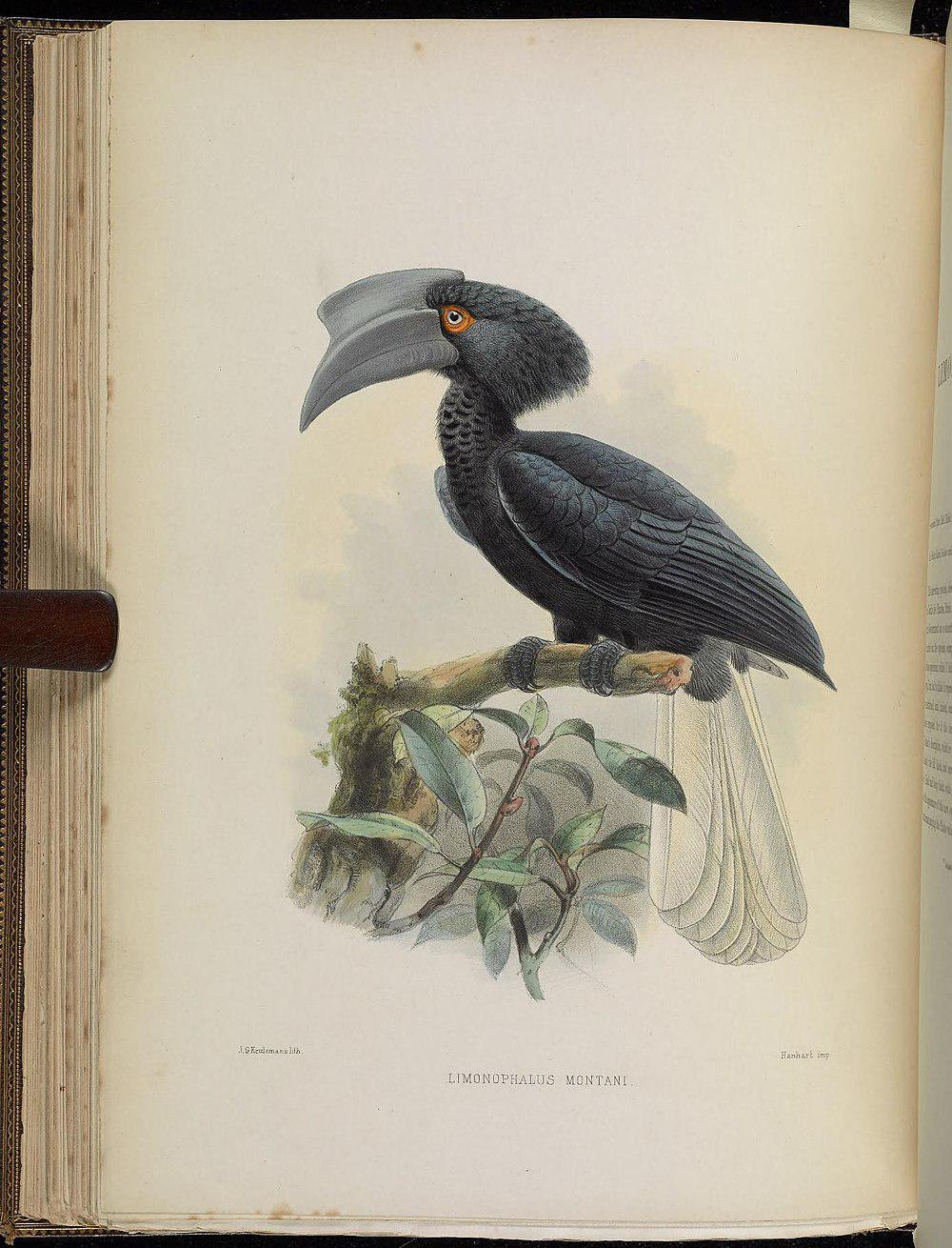 黑嘴斑犀鸟 / Sulu Hornbill / Anthracoceros montani
