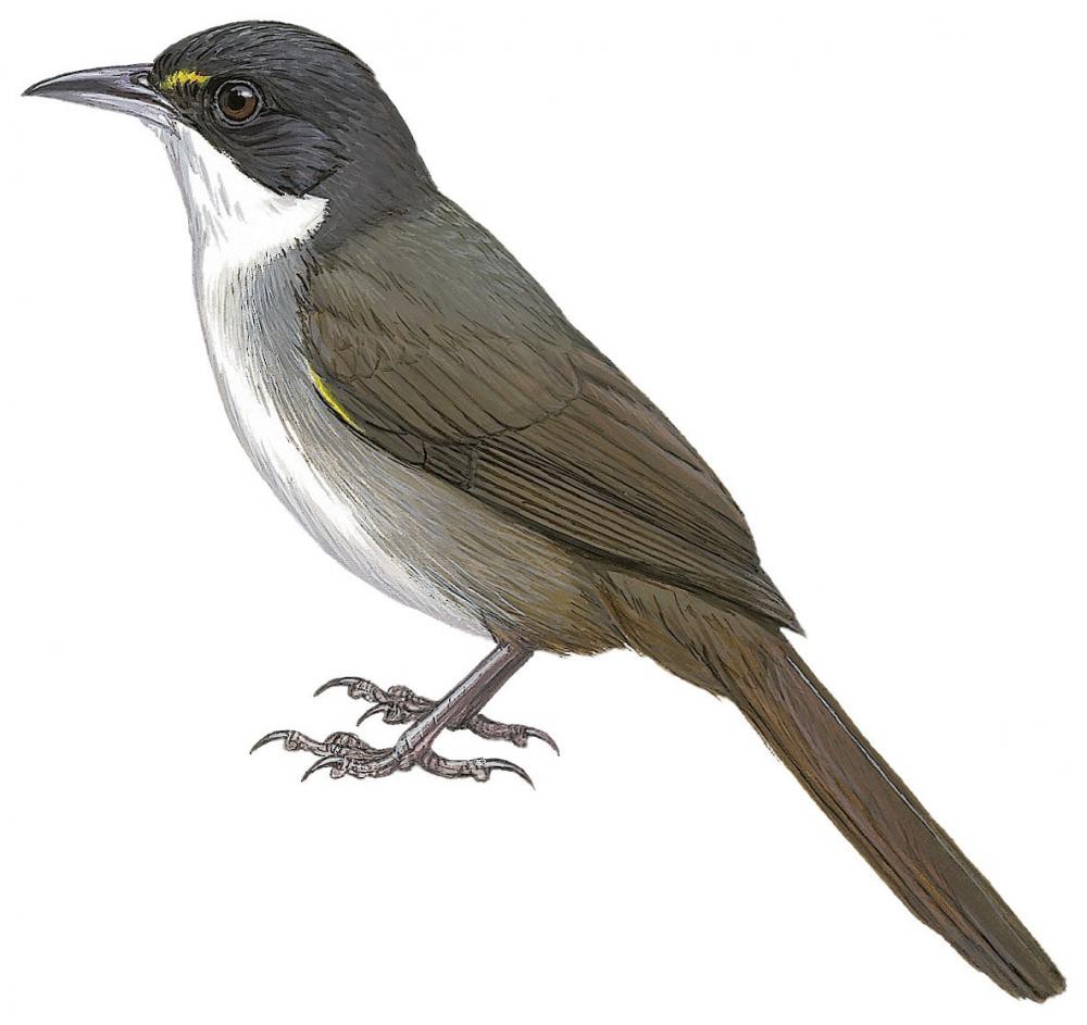 西䳭唐纳雀 / Western Chat-Tanager / Calyptophilus tertius