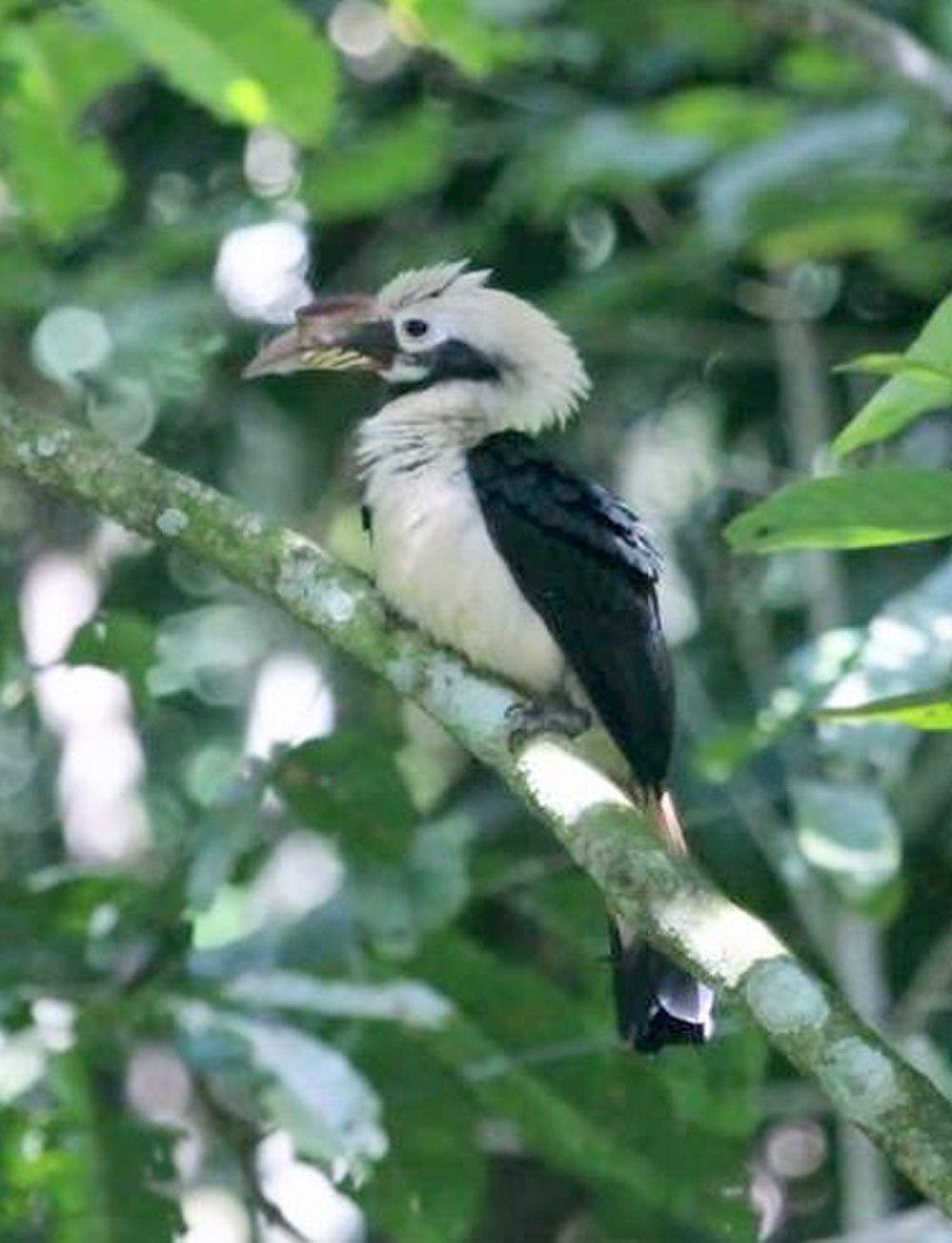 棉岛犀鸟 / Mindanao Hornbill / Penelopides affinis
