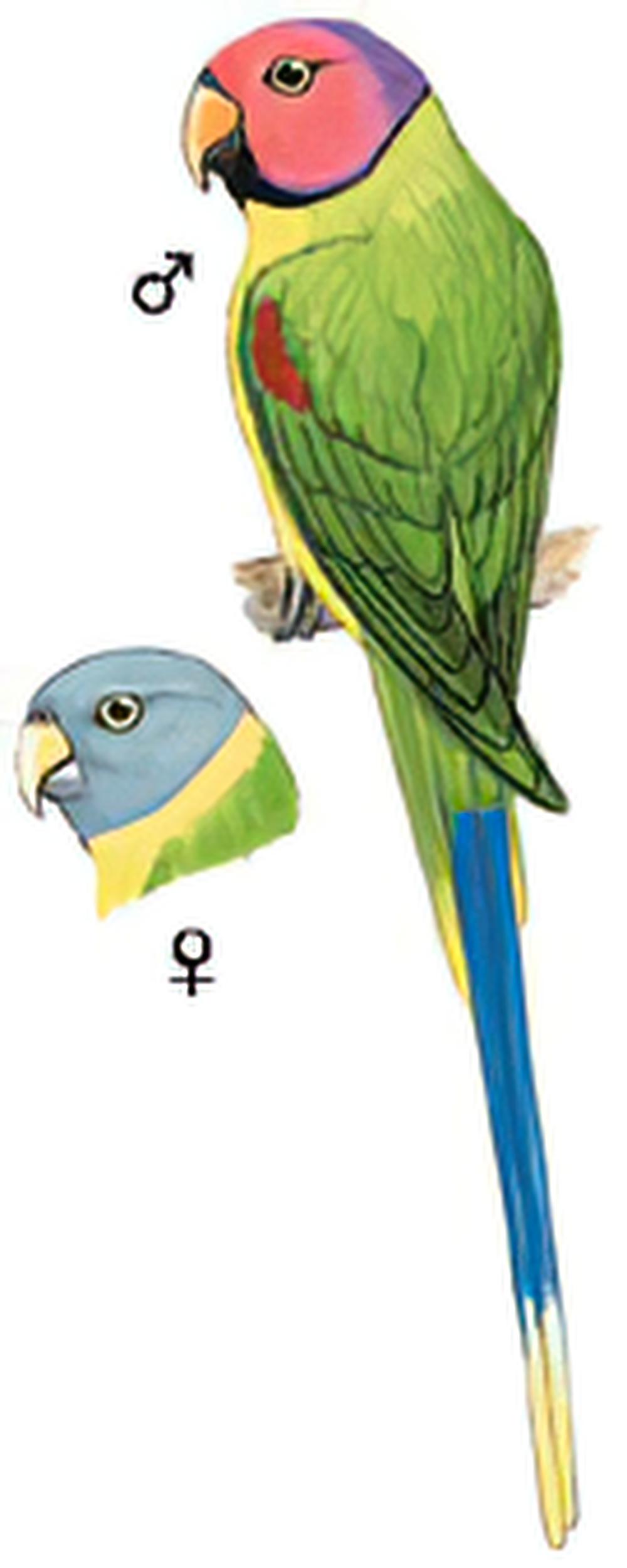 花头鹦鹉 / Blossom-headed Parakeet / Psittacula roseata