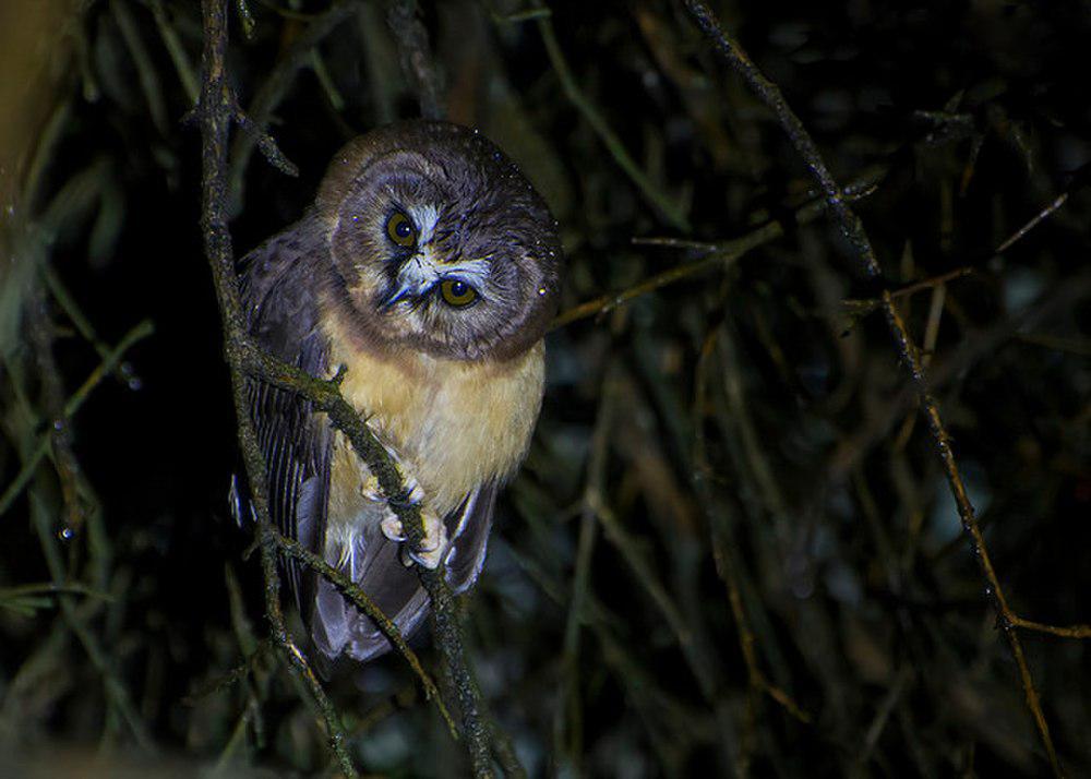 无斑棕榈鬼鸮 / Unspotted Saw-whet Owl / Aegolius ridgwayi