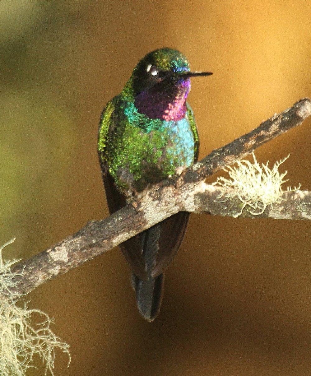 紫喉领蜂鸟 / Purple-throated Sunangel / Heliangelus viola