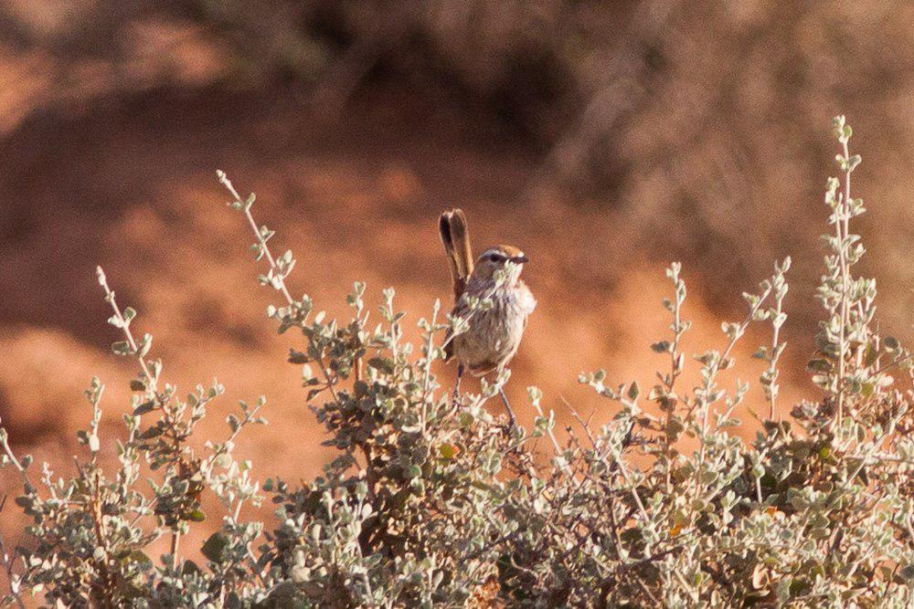 褐刺莺 / Rufous Fieldwren / Calamanthus campestris