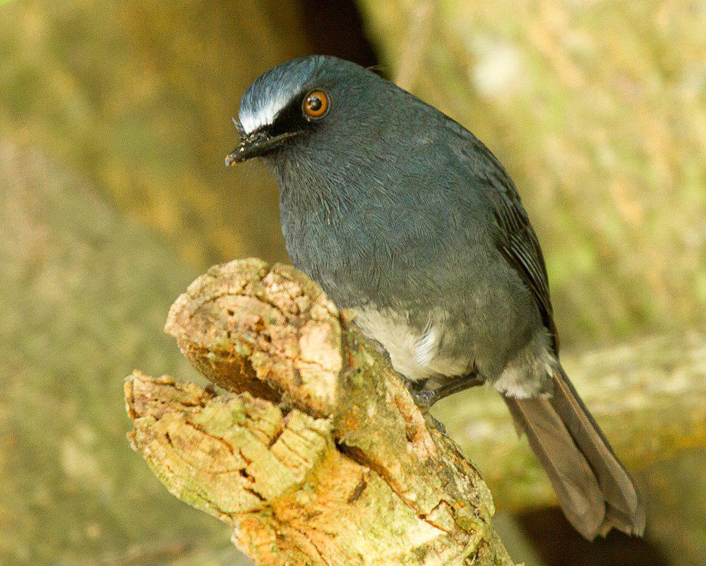 白腹短翅鸫 / White-bellied Blue Robin / Sholicola albiventris
