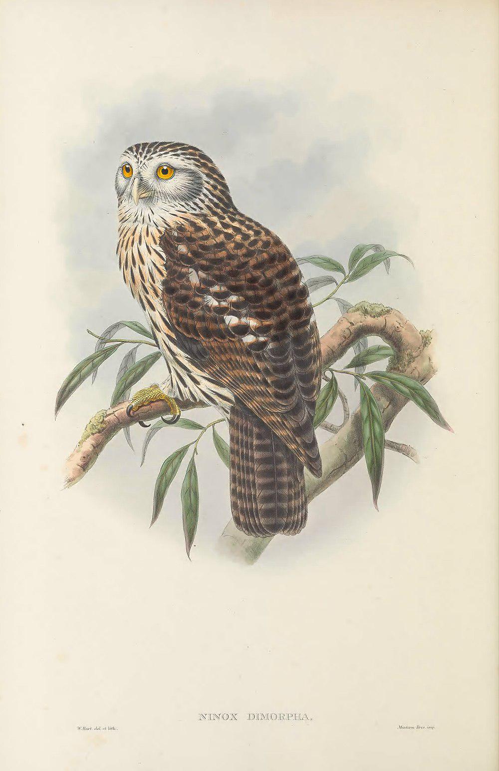 丛鹰鸮 / Papuan Hawk-Owl / Uroglaux dimorpha