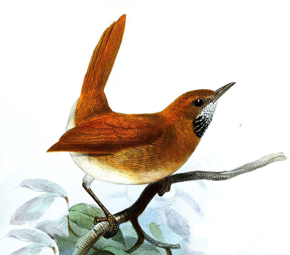 灰喉针尾雀 / Hoary-throated Spinetail / Synallaxis kollari