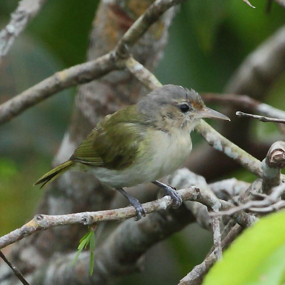 黄颊绿莺雀 / Buff-cheeked Greenlet / Hylophilus muscicapinus