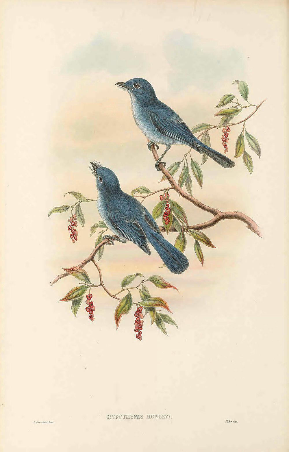 仙蓝王鹟 / Cerulean Paradise Flycatcher / Eutrichomyias rowleyi