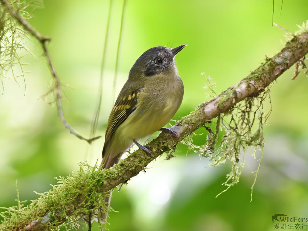 灰顶窄嘴霸鹟 / Slaty-capped Flycatcher / Leptopogon superciliaris