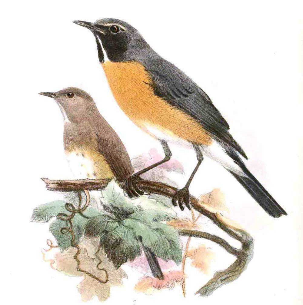 白喉鸲 / White-throated Robin / Irania gutturalis