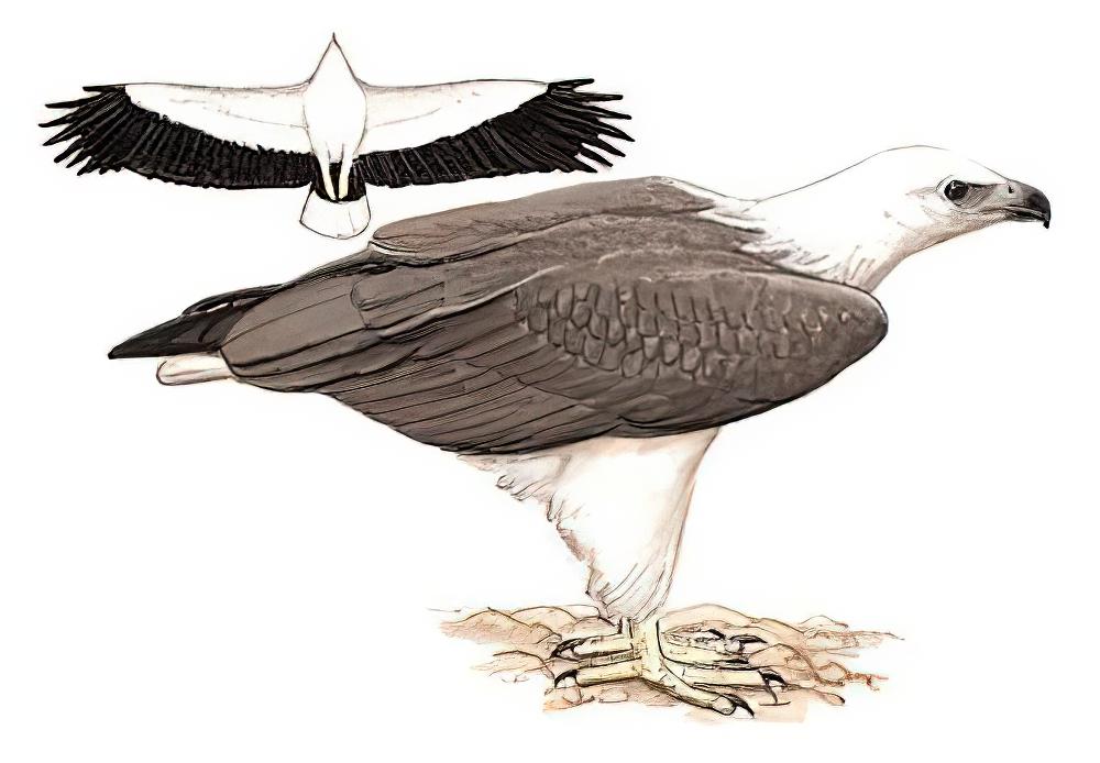 白腹海雕 / White-bellied Sea Eagle / Haliaeetus leucogaster