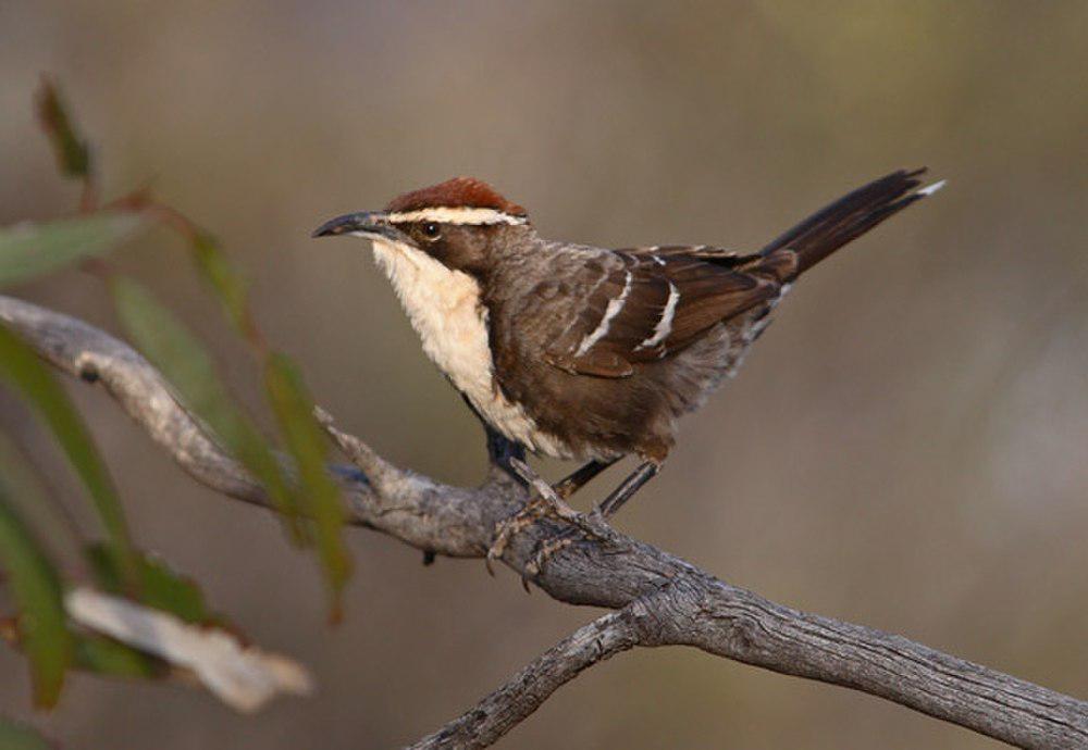 栗冠弯嘴鹛 / Chestnut-crowned Babbler / Pomatostomus ruficeps