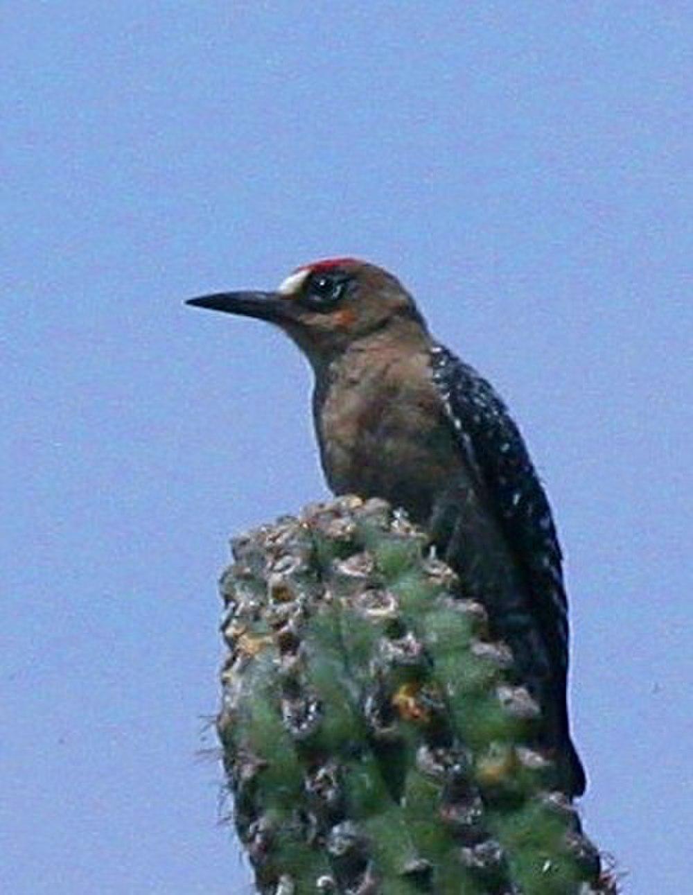 灰胸啄木鸟 / Grey-breasted Woodpecker / Melanerpes hypopolius
