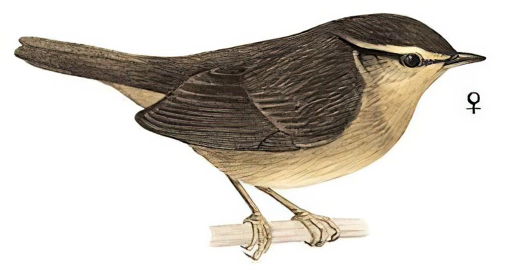 异色树莺 / Aberrant Bush Warbler / Horornis flavolivaceus