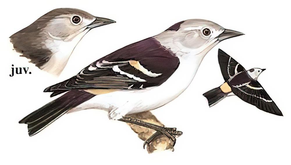 北椋鸟 / Daurian Starling / Agropsar sturninus