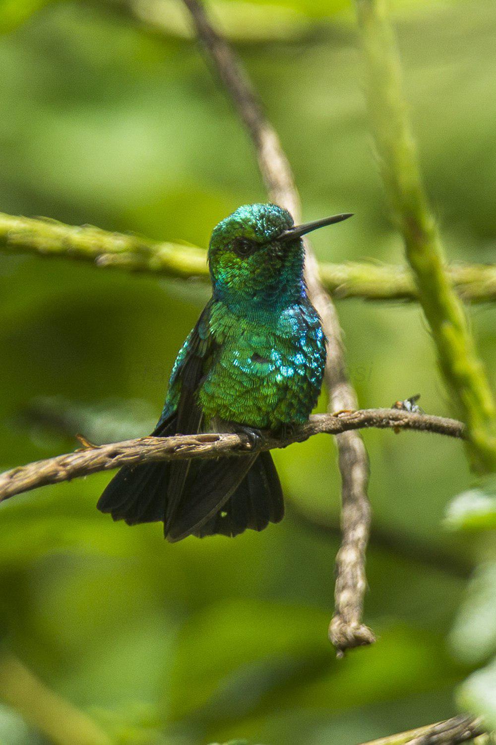 蓝尾翠蜂鸟 / Blue-tailed Emerald / Chlorostilbon mellisugus