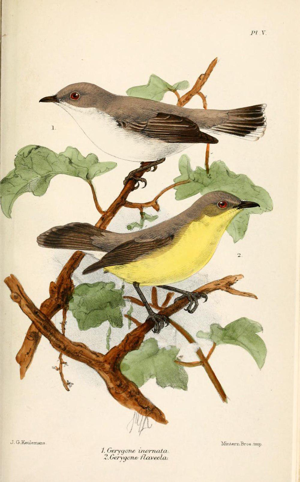 纯色噪刺莺 / Plain Gerygone / Gerygone inornata