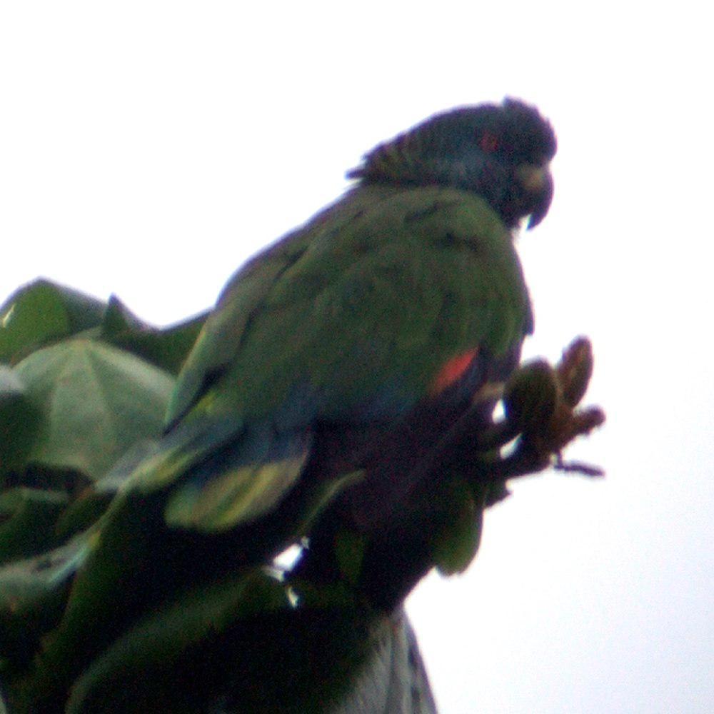 圣卢西亚鹦哥 / St. Lucia Amazon / Amazona versicolor
