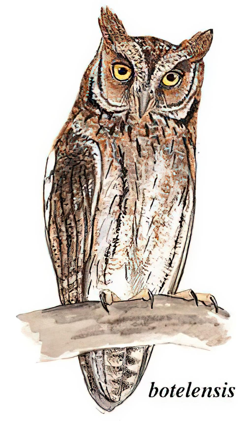 琉球角鸮 / Ryukyu Scops Owl / Otus elegans