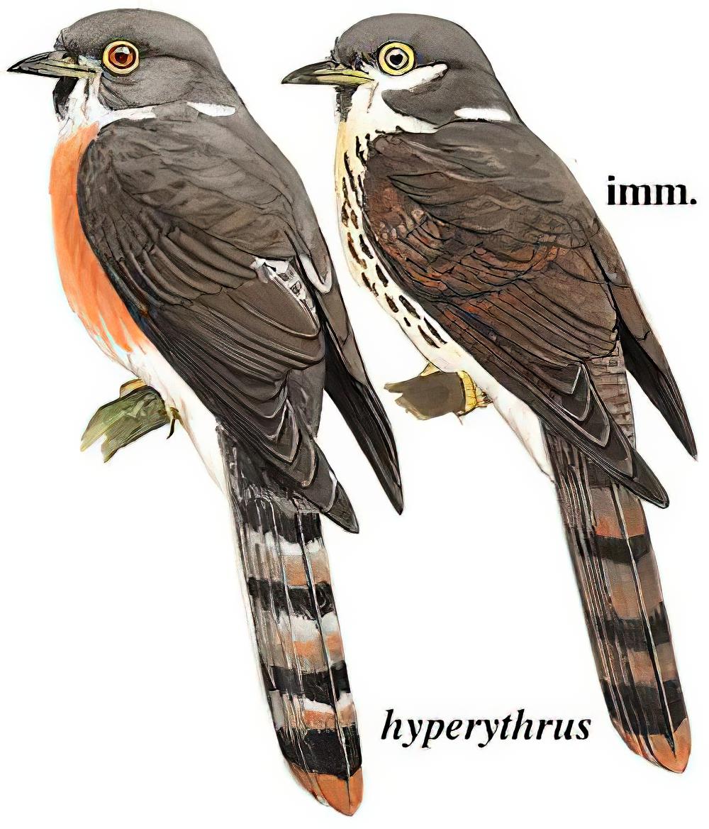 北鹰鹃 / Rufous Hawk-Cuckoo / Hierococcyx hyperythrus
