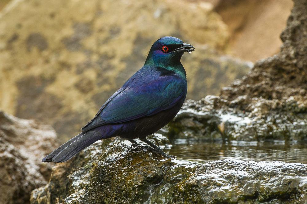 黑腹辉椋鸟 / Black-bellied Starling / Notopholia corusca