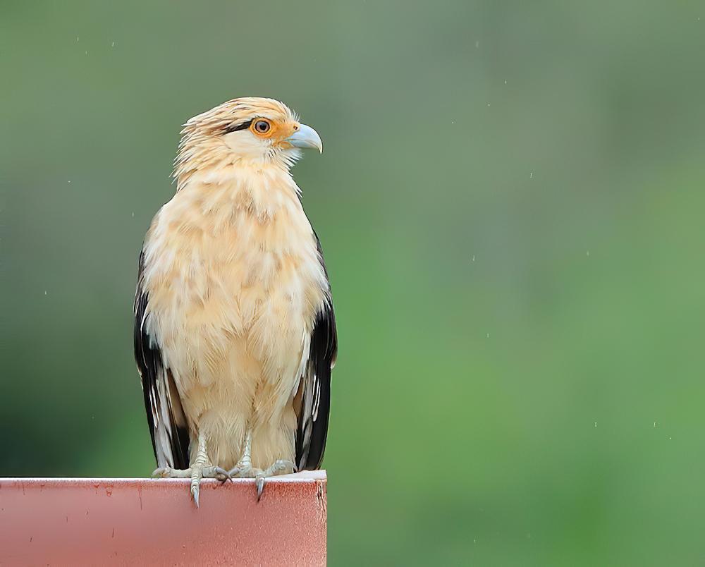 黄头叫隼 / Yellow-headed Caracara / Milvago chimachima