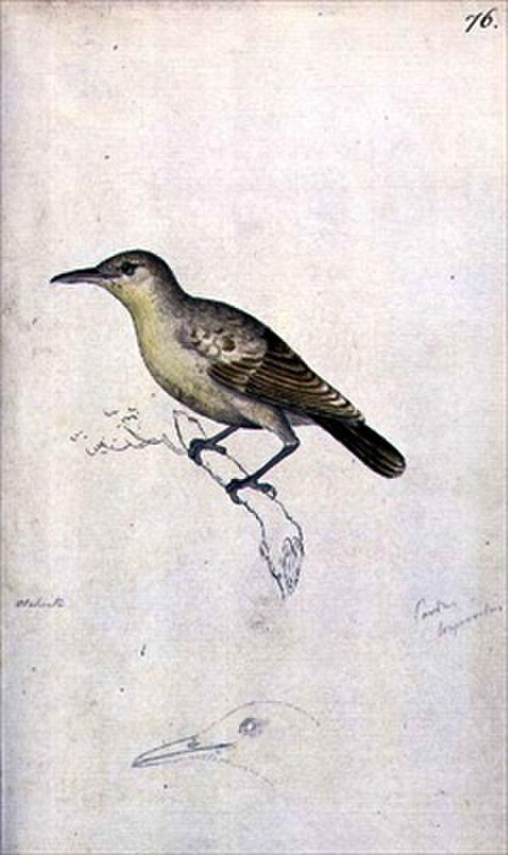 莫岛苇莺 / Moorea Reed Warbler / Acrocephalus longirostris