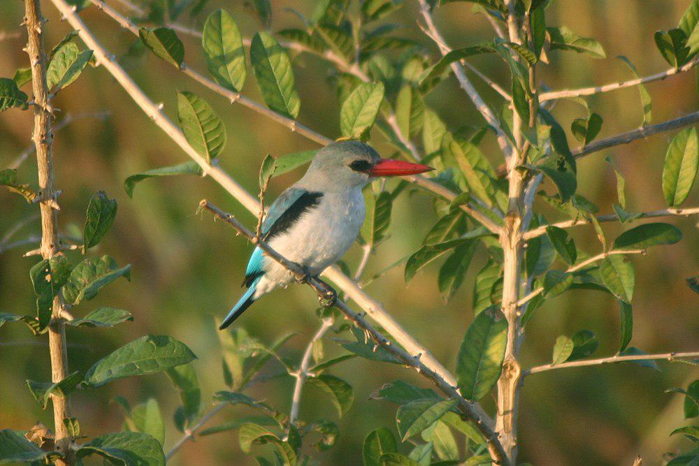 红林翡翠 / Mangrove Kingfisher / Halcyon senegaloides