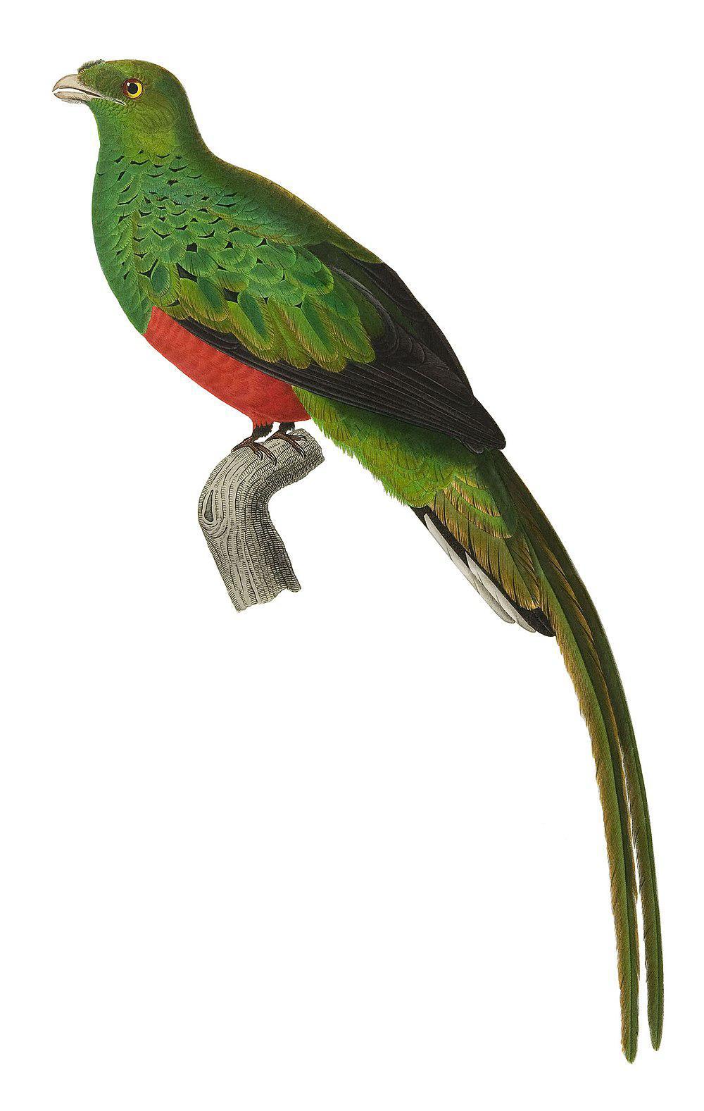 五彩绿咬鹃 / Pavonine Quetzal / Pharomachrus pavoninus