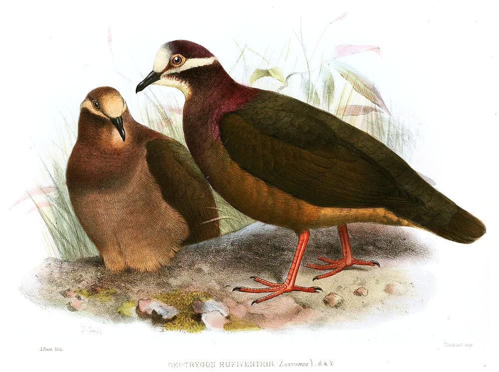 绿背鹑鸠 / Olive-backed Quail-Dove / Leptotrygon veraguensis