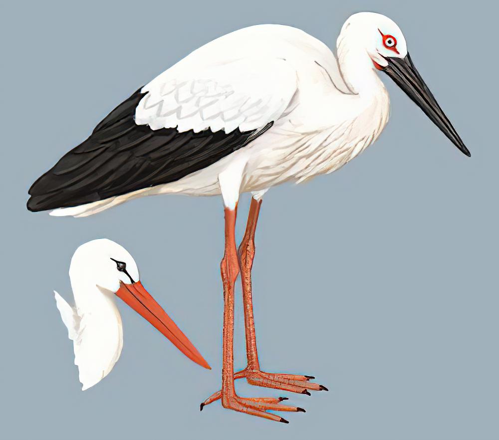 白鹳 / White Stork / Ciconia ciconia