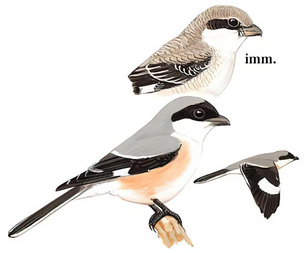 黑额伯劳 / Lesser Grey Shrike / Lanius minor